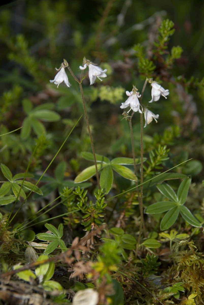 Linnaea borealis, Twin Flower